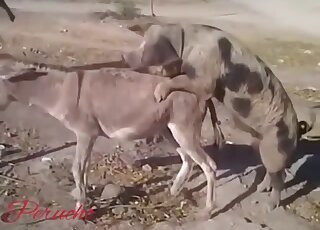 الحمار على وشك أن يمارس الجنس مع خنزير ممتلئ الجسم في حالة شبق