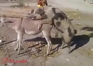 Donkey is about to get fucked by a chubby pig in heat