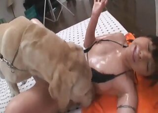 فتاة آسيوية حلوة تستمتع بلعقها من قبل ثنائي لابرادور شهواني