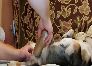 Lazy dog has cock pump applied to his raging boner
