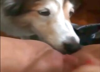 فرك المهبل ولحسه من وجهة نظر كلب أليف لطيف