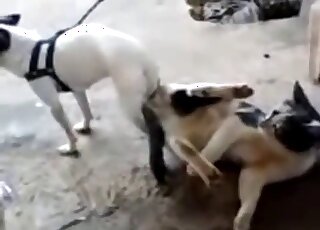 Cat & dog got stuck after inter-species intercourse