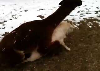 راندي لاما يحاول السيطرة جنسيا على الماعز الصغير