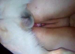 مشهد لا يصدق يظهر كلبًا أبيض يمارس الجنس مع حيوان على أربع