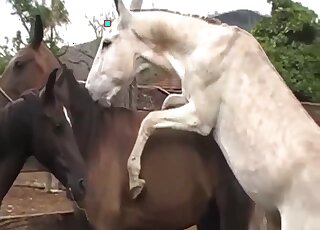 فيلم رائع يظهر عنزة مثيرة تمارس الجنس مع مهبل الفرس بقوة