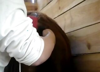 مهبل حصان بني اللون يتم لمسه من قبل أحد محبي الحيوانات الحقيقيين