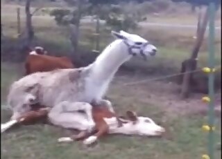 بقرة مثيرة تستمتع بالجنس الجانبي في العشب مع هذا الألبكة أو شيء من هذا القبيل