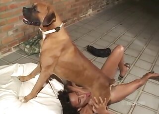 حيوان بني يدخل فم امرأة سمراء ساخنًا في مقطع فيديو مثير لحديقة حيوانات