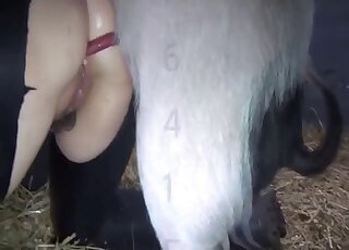 فتاة جذابة تحب الحيوانات الأليفة يتم قلب مهبلها من الداخل إلى الخارج بواسطة وحش