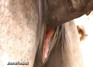 فحل يمارس الجنس مع أنثى بينما يقوم عاشق زوفيليا الشهواني بتصوير المشهد بأكمله
