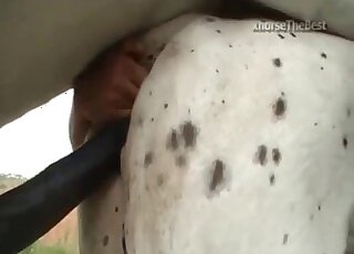 Horse fucks his female in brutal modes during perfect scenes