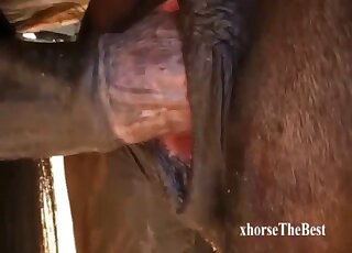 محب زوفيليا يسيل لعابه وهو يشاهد الخيول تمارس الجنس بطريقة مجنونة