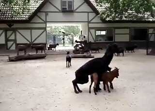 لاما يمارس الجنس مع عنزة صغيرة ورجل شهواني يصور المشهد بأكمله