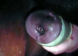 كلبة زوفيلية رشيقة تقدم يدًا مذهلة للحصان