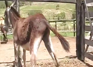 Donkeys fucking make horny zoophilia addict to crave sex