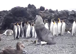 أسد البحر يمارس الجنس مع أنثاه في مشاهد كاميرا خارجية رائعة