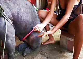 Bitch plays sloppy with the pig's dick in very personal zoo scenes