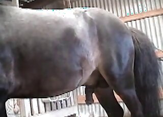 Zoophile enjoys receiving hard shaft of a horse inside his ass