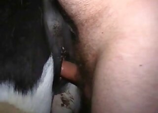 رجل شهواني يحاول إدخال مهبل الحصان المبلل بأصابعه قبل ممارسة الجنس معه