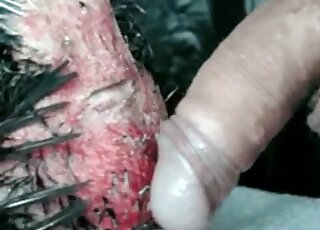 رجل منحرف يحشو قضيبه المنتصب داخل فتحة ضيقة لدجاجة