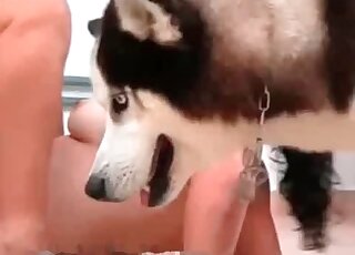 Two bitches play with pussies of each other and suck a dick of Husky
