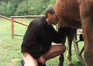 يحب الفحل مص ساق الحصان السميكة ولا يمكنه الانتظار للحصول على القذف