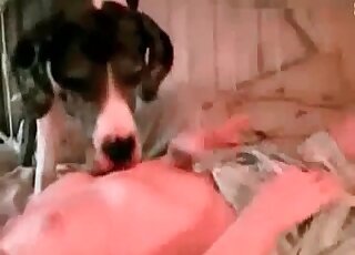 Big red cock of a dog gets passionately sucked by a horny hourswife