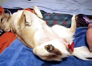 يستخدم حيوان شرير لعبة جنسية من أجل ممارسة الجنس مع فتحات الكلب الضيقة