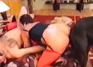 Three zoophiles enjoy arranging a pussy-hammering session with a dog