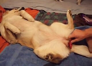 متحرش جنسي شقي يحشو لعبة جنسية مطاطية في حفرة ضيقة لكلبته