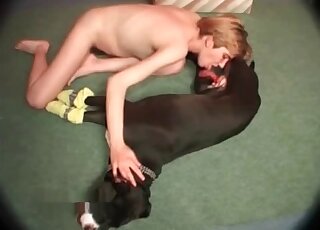 عاهرة قصيرة الشعر تأخذ بكل سرور قضيب الكلب الأسود في فمها