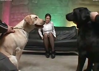 نموذج AV ياباني يغوي كلبين كبيرين لبدء ممارسة الجنس في حديقة الحيوانات الساخنة