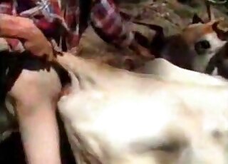 يبدأ حيوان مشاغب في ممارسة الجنس مع البقرة من الخلف في الهواء الطلق