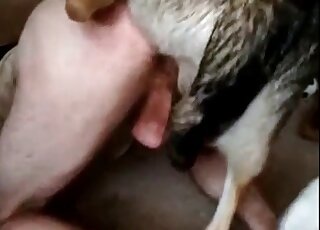 Aroused dog fucks hard the tight ass of a zoophile in bestiality scene