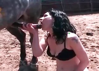 امرأة سمراء تمسك بالحصان من قضيبه ونستمتع بالجنس الفموي الساخن