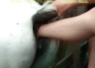 فرس بيضاء تتعرض للضرب في مشهد مكثف سيصبح أكثر سخونة