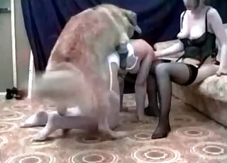 كلب مثار يأخذ الكلبة الشهوانية من الخلف ويمارس الجنس معها