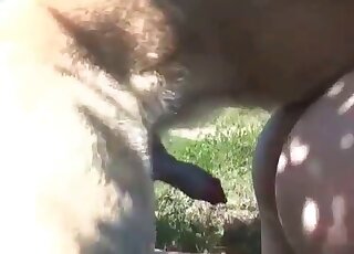 Light-minded BBW whore gives her fat cunt to her horny dog