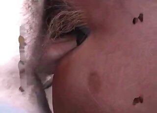 رجل بري يحشو فتحة الحصان بقضيبه المنتصب في مشهد جنسي