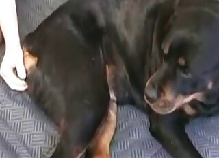 Dude fists a dog’s ass and then fucks the horny animal insanely