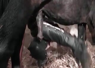 بعد إعطاء يد العاهرة الساخنة عميقا حلق الحصان شلونك