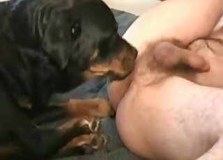 Wild dude inserts his hairy dick in his dog’s hole giving a crazy fuck