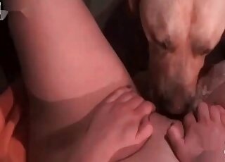 زوجة ساخنة تحصل على فرجها المحلوق يلعقه ويضربه كلبها