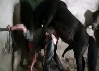 Pony fucks a dirty-minded pervert in the barn in a retro zoo porn video