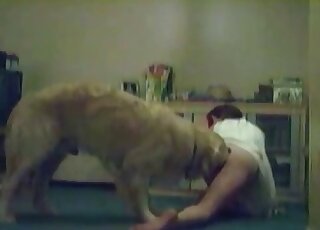 حلوة نحيفة تسمح لكلبها اللابرادور باستكشاف مهبلها المبلّل