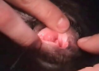 رجل مجنون يدلل كلبه ويمارس الجنس مع الحيوان بقوة لا تصدق