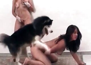 هاسكي يلعق مهبل امرأة سمراء مبلل ويمارس الجنس معها بسرور
