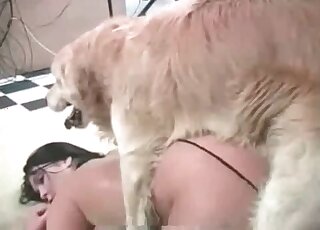 Fluffy dog looks happy while fucking horny babe from behind
