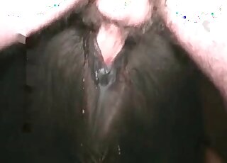 المهر يتعرض للضرب في مؤخرته من قبل رجل محب للحيوانات في مشهد إباحي لحديقة الحيوانات