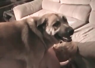 Plump mature bitch gives her fat pussy to her sex craving canine